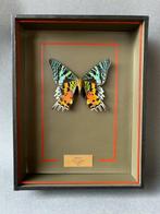 Mot Taxidermie volledige montage - Urania ripheus - 26 cm -, Nieuw