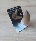 Mosasaure Tand - Mosasaurio - 4 cm - 2 cm - 0 mm - (1), Verzamelen, Dierenverzamelingen, Nieuw