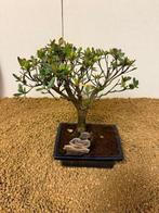 Azalea bonsai (Rhododendron) - Hoogte (boom): 23 cm - Diepte