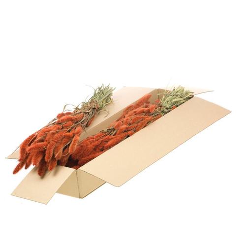 Setaria Siergras SB Burnt orange Trosgierst, Hobby en Vrije tijd, Knutselen, Nieuw, Ophalen of Verzenden