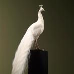 Witte Pauw Taxidermie Opgezette Dieren By Max, Verzamelen, Dierenverzamelingen, Ophalen of Verzenden, Nieuw, Vogel, Opgezet dier