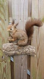 Oude antieke eekhoorn Taxidermie volledige montage - Sciurus, Nieuw