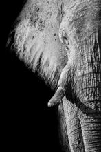 Marco Simoni - 88 years old - XL, Antiek en Kunst