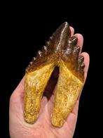 Basilosaurus - Fossiele kies - 14 cm - 7 cm, Verzamelen, Mineralen en Fossielen
