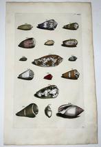 Maria Sibylla Merian; Georg Eberhard Rumphius - Exotic Sea