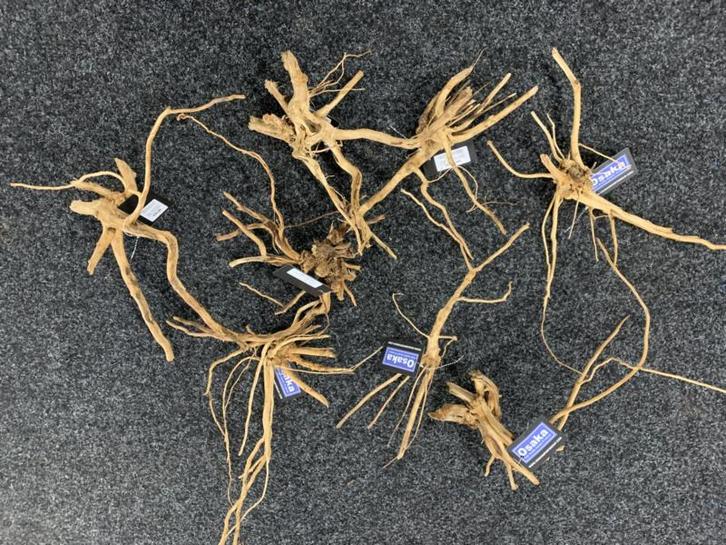 Drift wood 10-20cm - extra fijn vertakt hout, Dieren en Toebehoren, Vissen | Aquaria en Toebehoren, Plant(en), Steen of Hout, Nieuw