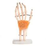 Anatomisch Handmodel ST-ATM 18, Diversen, Nieuw, Verzenden