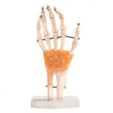 Anatomisch Handmodel ST-ATM 18