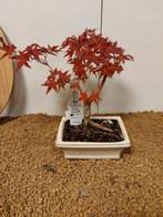 Japanese maple bonsai (Acer palmatum) - Hoogte (boom): 23 cm, Antiek en Kunst
