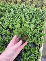 Lysimachia nummularia (Aquariumplanten, Aquarium producten), Verzenden, Nieuw, Plant(en), Steen of Hout