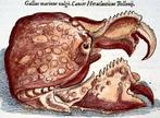 Conrad Gesner - Marine animals (Crab, Fish). Folio with 4