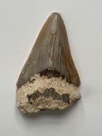 Megalodon tand 5,6 cm - Fossiele tand - Carcharocles, Nieuw