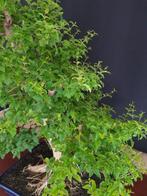 Ligustrum is geschikt voor binnen - verzamelstuk - Hoogte