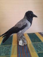 Cornacchia grigia Taxidermie volledige montage - Corvus, Nieuw