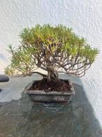 rozemarijn bonsai - Hoogte (boom): 18 cm - Diepte (boom): 23, Antiek en Kunst