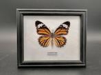 Danaus genutia specimen Taxidermie wandmontage - Danaus, Antiek en Kunst