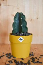 Knuffelcactus in okerkleurige pot Elho, Verzenden