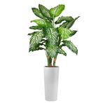 Dieffenbachia kunstplant, H175cm, Huis en Inrichting, Kamerplanten, Ophalen of Verzenden