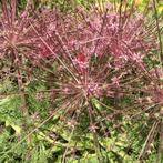 Actie allium schubertii 5 stuks nu voor 17.99, Verzenden