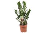 Zamioculcas Zamiifolia ZZ plant, Huis en Inrichting, Kamerplanten, Verzenden