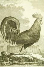 Buffon - Histoire naturelle des oiseaux. Tome second [27
