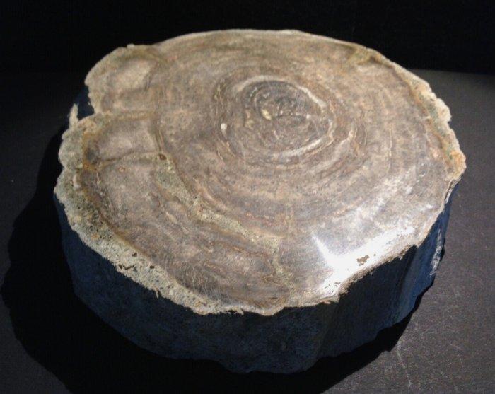 Gefossiliseerd hout - Wonderful Fossil Wood Plate, Eocene,, Verzamelen, Mineralen en Fossielen