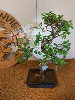 Japanese iep bonsai (Zelkova) - Hoogte (boom): 31 cm -