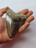 Megalodon - Fossiele tand - Otodus (Carcharocles) megalodon