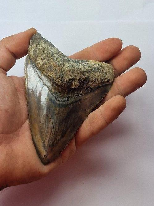Megalodon - Fossiele tand - Otodus (Carcharocles) megalodon, Verzamelen, Mineralen en Fossielen