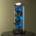 Vlinders in Stolp Taxidermie Opgezette Dieren By Max, Ophalen of Verzenden, Nieuw, Insect, Opgezet dier