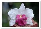 Wit Pink Orchidee zijdebloem kunstbloem Wit Pink Orchid, Nieuw, Ophalen of Verzenden