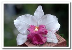Wit Pink Orchidee zijdebloem kunstbloem Wit Pink Orchid, Huis en Inrichting, Woonaccessoires | Kunstplanten en Kunstbloemen, Nieuw