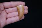 Dinosaurus - Fossiele tand - Carcharodontosaurus saharicus -