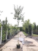 2x Olijfwilg Eleagnus multiflora, Loofboom, Semi wintergr, Nieuw