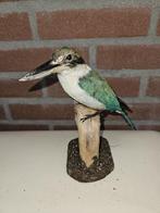Witkraag ijsvogel Taxidermie volledige montage - Todiramphus, Nieuw
