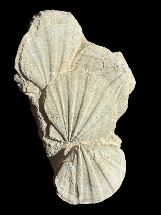 Doopvontschelp - Gefossiliseerde schelp - Gigantotecten, Verzamelen, Mineralen en Fossielen