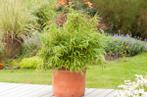 Bamboe / Fargesia Rufa 125-150cm
