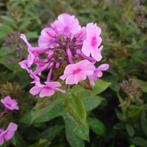 Phlox paniculata famous pink (Vaste planten), Zomer, Vaste plant, Ophalen of Verzenden, Overige soorten