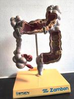 Anatomisch model (11) - Hars, Plastic - 1980-1990 - Set van, Antiek en Kunst