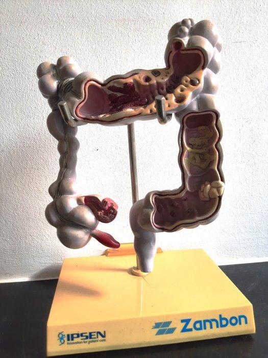 Anatomisch model (11) - Hars, Plastic - 1980-1990 - Set van, Antiek en Kunst, Antiek | Wandborden en Tegels