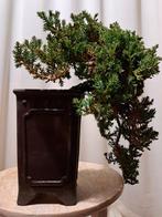 Jeneverbes bonsai (Juniperus) - Hoogte (boom): 14 cm -