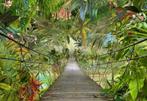 Jungle fotobehang Wild Bridge, Brug Jungle, Muurdeco4kids, Ophalen of Verzenden, Minder dan 10 m², Jungle
