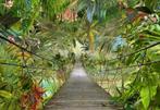 Jungle fotobehang Wild Bridge, Brug Jungle, Muurdeco4kids, Minder dan 10 m², Ophalen of Verzenden, Jungle