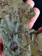 Primitieve stekelhuidige - Stylophora!!! - Gefossiliseerd, Verzamelen, Mineralen en Fossielen