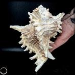 Zeldzaam Ramose Murex zeeschelpenhuis Hoogste kwaliteit, Verzamelen