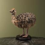 Struisvogel Kuiken Taxidermie Opgezette Dieren By Max, Ophalen of Verzenden, Nieuw, Vogel, Opgezet dier