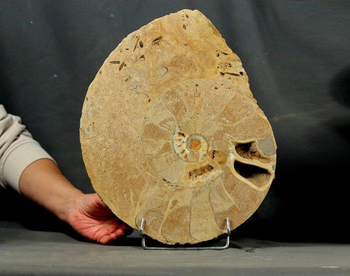 Grote gesneden ammoniet met belemnites in de levingskamer., Verzamelen, Mineralen en Fossielen