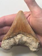 Hamerhaai-tand 10,2 cm - Fossiele tand - Carcharocles