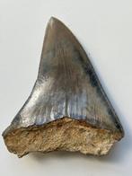 Megalodon tand 8,9 cm - Fossiele tand - Carcharocles, Verzamelen, Dierenverzamelingen, Nieuw