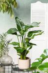 Perfect Plant | Strelitzia Nicolai Paradijsvogelplant